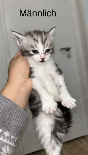 Süße Maine Coon Mix Kitten   jetzt reservieren