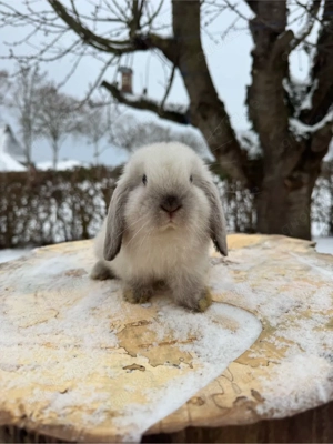 Minilop Mini Lop Zwergwidder Rammler 