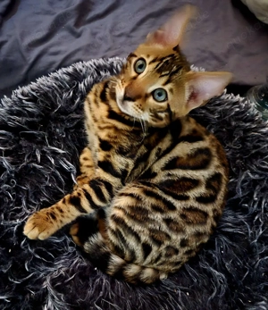 Süße reinrassige Bengal Kittens 
