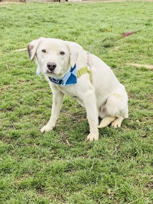 Labbymix Daniel sucht ein Zuhause 