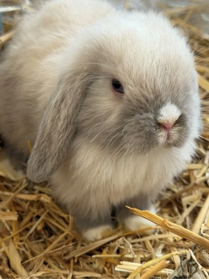 Minilop Mini Lop Zwergwidder Rammler