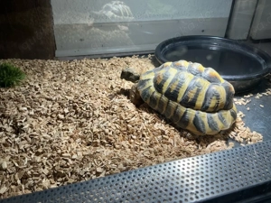 Griechische landschildkröte