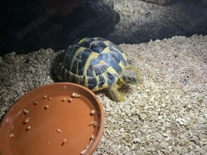 Griechische Landschildköte