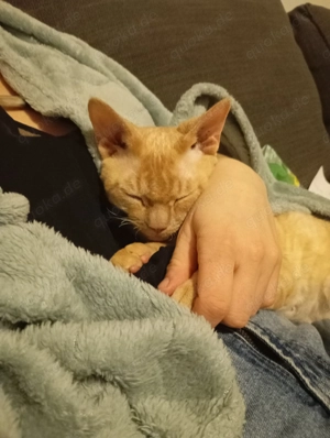 Devon Rex Kater sucht liebevolles Zuhause 
