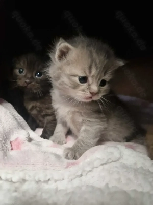 Bkh flauschig kitten dürfen reserviert werden 