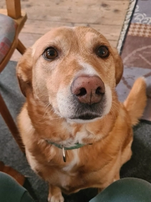 Arya - große Liebe auf 4 Pfoten 