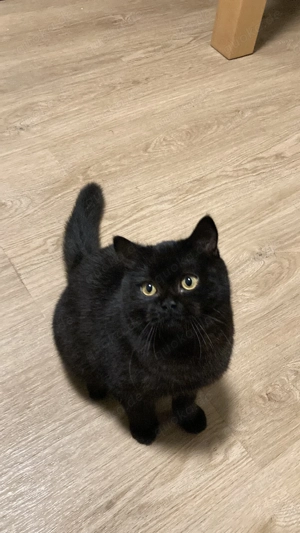 6 Monate alt Süßes Kitten sucht neues Zuhause 