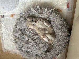 Ragdoll Kätzchen Junge