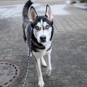 Apollo - braucht Beschäftigung&Auslastung