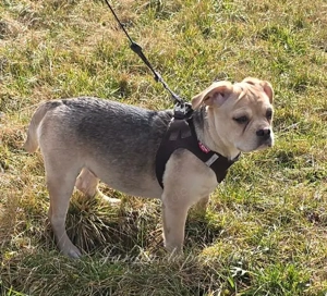 Alternativ Französischer Bulldoggen Rüde sucht Familie mit Herz