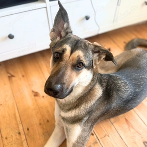 Ellie - ist sehr an Hunden interessiert 