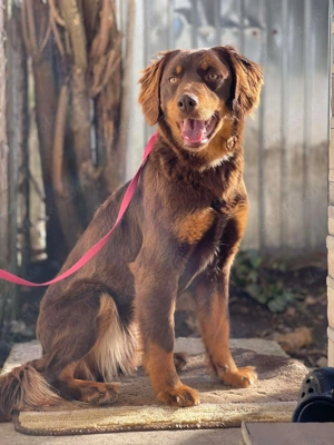 ROSIE - verspielte Schönheit (wartet in Rumänien)