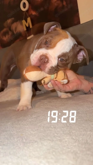 OEB Rüde sucht neues Zuhause 