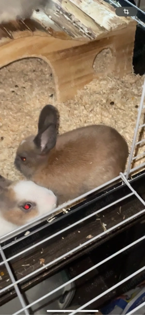 zwergkaninchen dou 