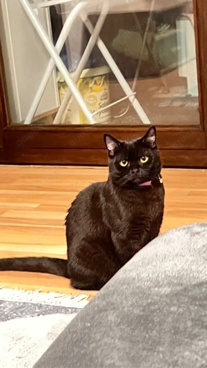 Kuscheliger schwarzer junger Kater sucht liebevolles Zuhause