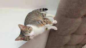 Katze sucht neues Zuhause 