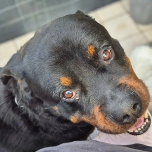 Pee-J - sucht ein liebevolles Zuhause 