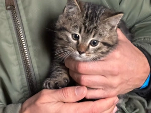 süsse Bengal Mix Kitten Kätzchen 