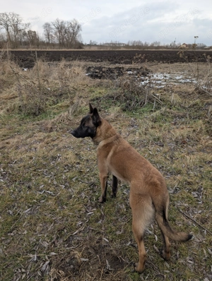 Belgischer Schäferhund Rüde