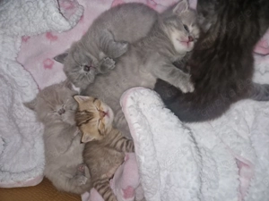 Bkh flauschig kitten dürfen reserviert werden 