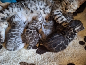 Noch zwei atemberaubende Bengal Kitten mit Stammbaum + Gesundheitszeugnis 