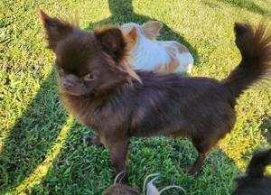 Noah Chihuahua Rüde bietet seinde Dienste an als Deckrüde kein Verkauf.