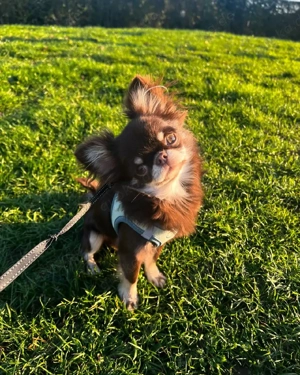 Deckrüde Chihuahua Mochi hat noch Termine frei