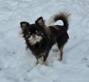 Mochi Chihuahua Rüde biete seine Dienste als Deckrüde an. Kein Verkauf.