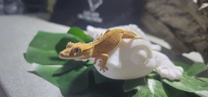 Geckonauten 2025 Suchen ihr Zuhausr 