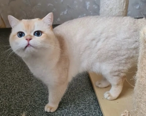 BKH kater in gold point mit stammbaum 