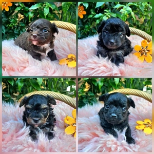** Mini Yorkiepoo Welpen ** 2-3 kg ausgew. Toypudel   Yorkshire Terrier wie Maltipoo