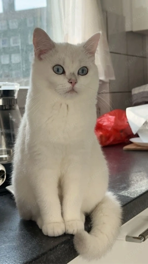    Liebevolle weiße Katze sucht neues Zuhause