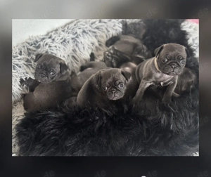 Edel schwarze Altdeutsche Möpse