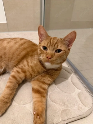 milow und kiara  Bild 4