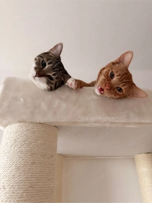 milow und kiara  Bild 3