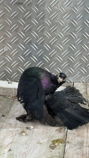 Tauben Positurtauben