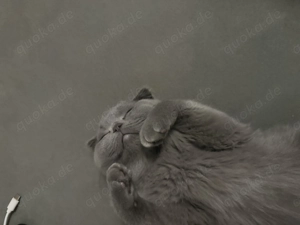 Brittische Kurzhaar kater 