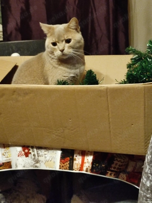 BKH Kater zwei Jahre 