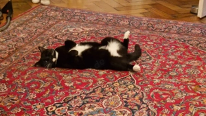 LGTBQ freundliches Wg zimmer zu vermieten 