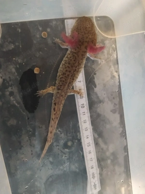 Axolotl Bd. frei .. viele Farben Bild 10