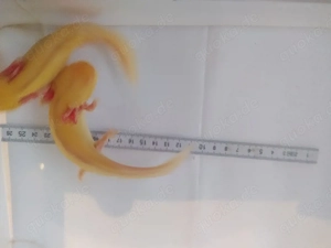 Axolotl Bd. frei .. viele Farben Bild 9