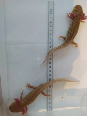 Axolotl Bd. frei .. viele Farben