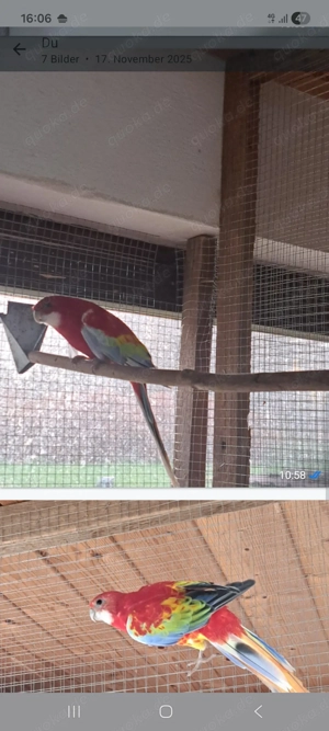 Gebe 1.Zuchthahn Rosellasittche in Opalin Goldengold. 