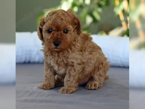 Niedliche Zwergpudelwelpen suchen ein neues Zuhause