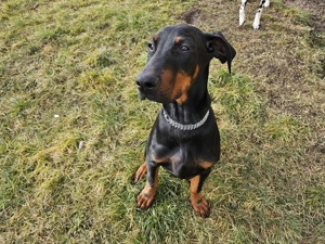 Dobermann 7 Monate alt