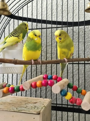 Drei Wellensittiche (Gelb-Grün)