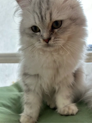 Junge silberne Langhaarkatze (geb. 17.08.)   ruhig & verschmust