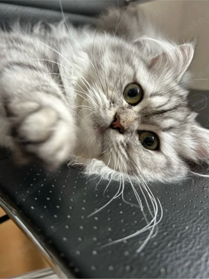 Silberne Langhaarkatze (jung, geb. 17.08.)   sehr flauschig & verspielt