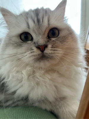 Silberne Langhaarkatze (geb. 17.08.)   ruhig & verschmust