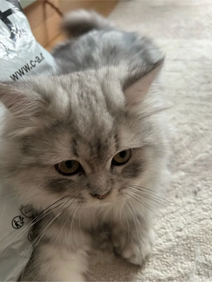 Silberne Langhaarkatze (jung, geb. 17.08.) neugierig & ausdrucksstark